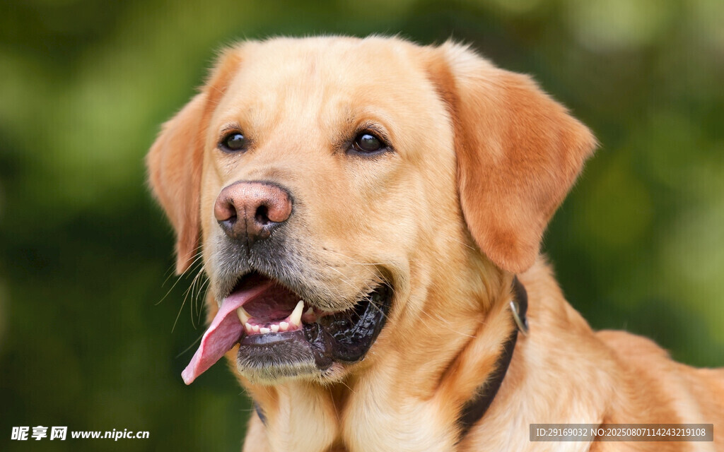 可爱拉布拉多吐舌卖萌