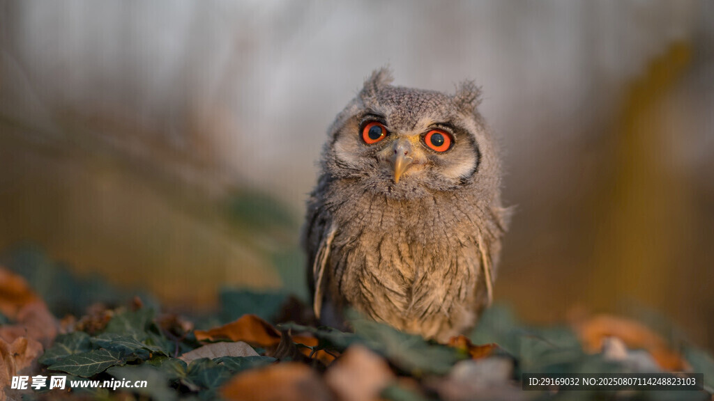 呆萌猫头鹰栖息于枝头