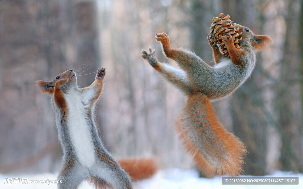 两只松鼠雪地互动瞬间