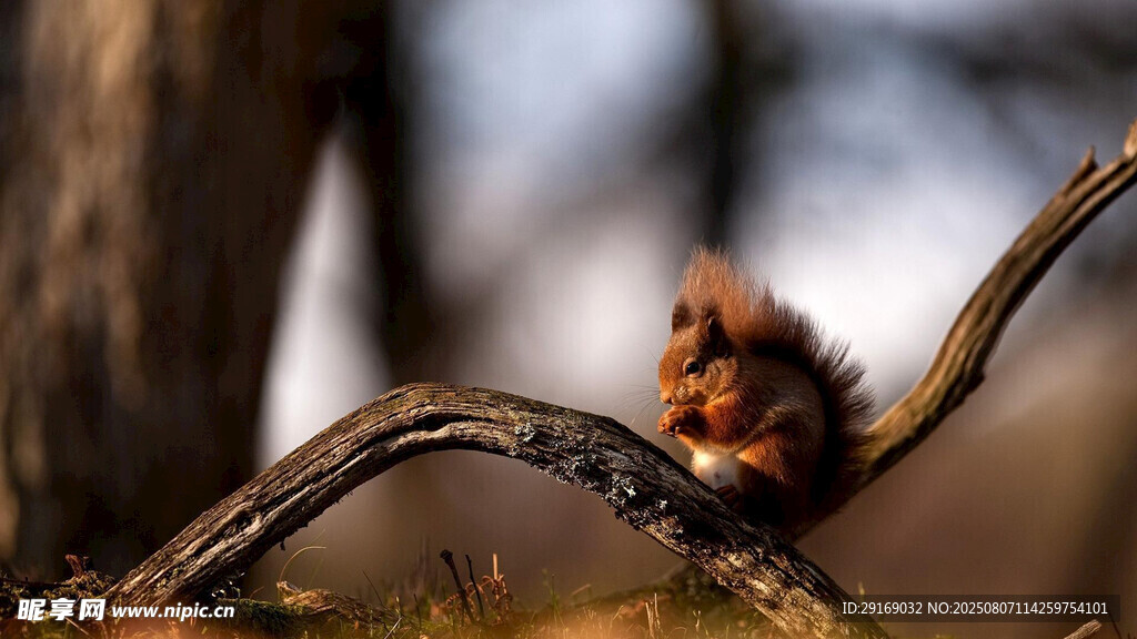 树枝上的可爱小松鼠