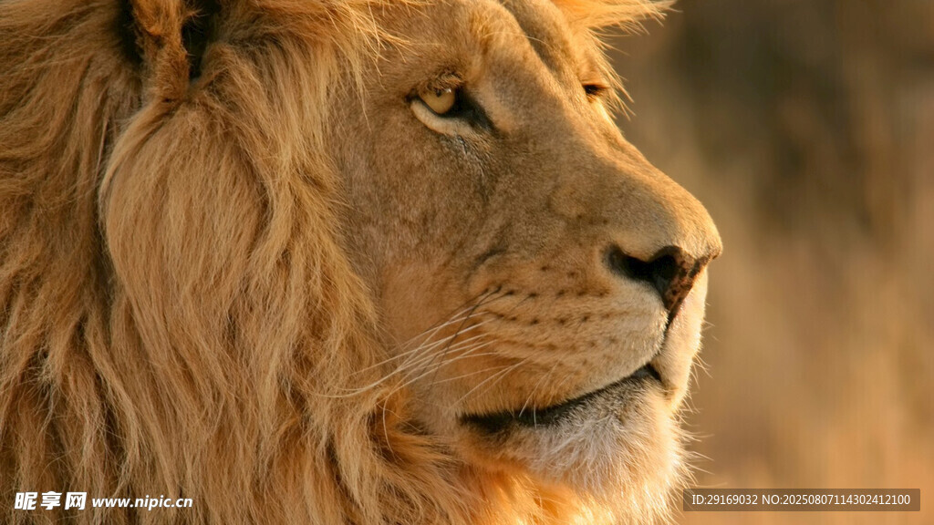 雄狮侧颜特写