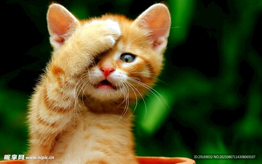 可爱小猫单手遮眼卖萌