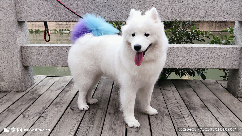 彩虹尾巴的可爱萨摩耶