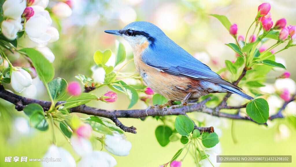 蓝鸟栖于繁花盛开的枝头