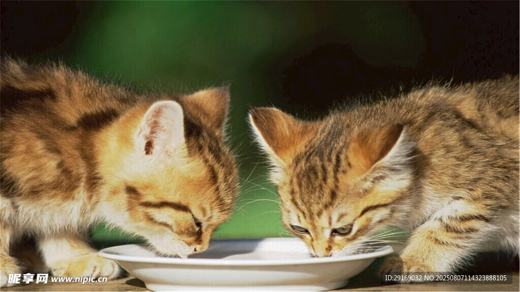 两只小猫共用餐盘进食