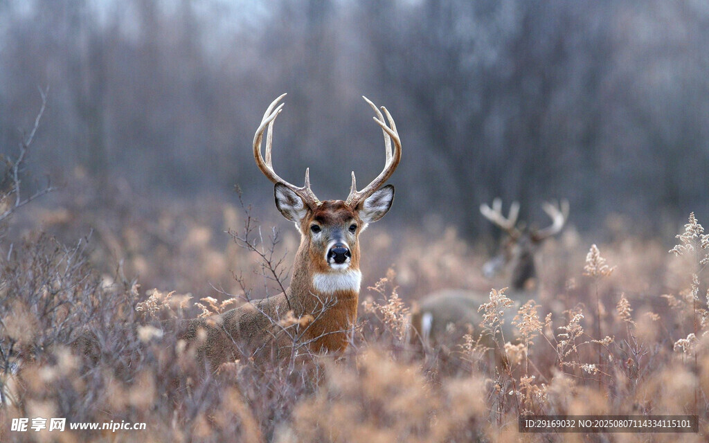 田野中的雄鹿与同伴