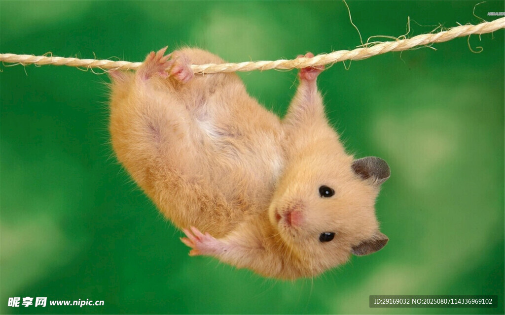 倒挂在绳上的可爱小仓鼠