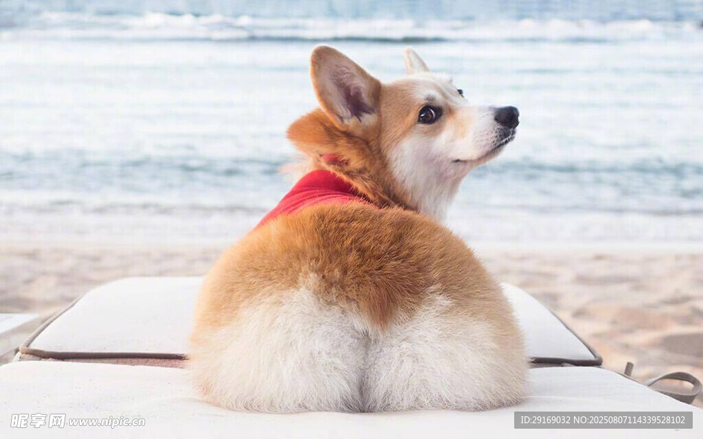 海边可爱柯基惬意回望