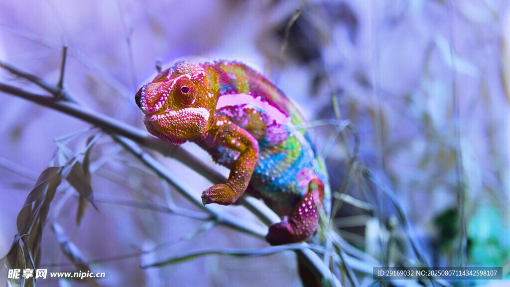 多彩变色龙栖息于枝头