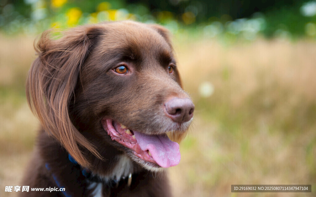 棕色狗狗吐舌惬意模样