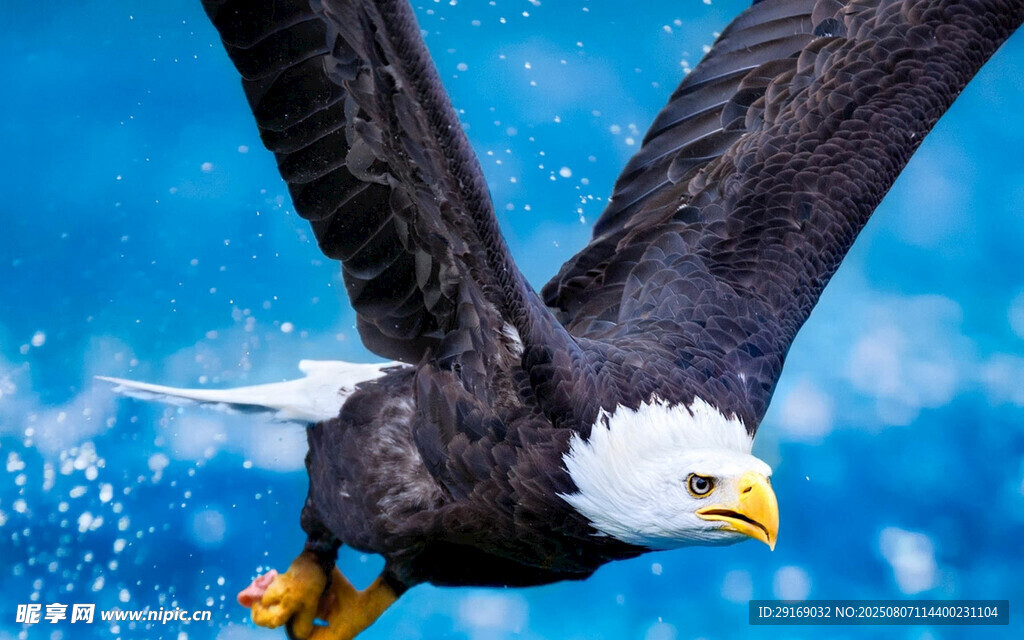 展翅翱翔的雄鹰