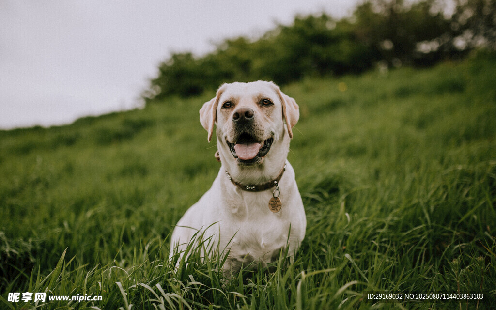 草地上的快乐拉布拉多犬