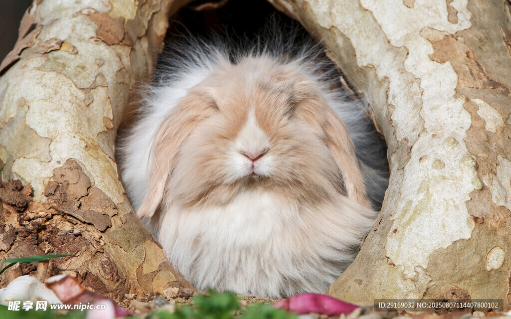 洞穴中的可爱毛茸茸兔子