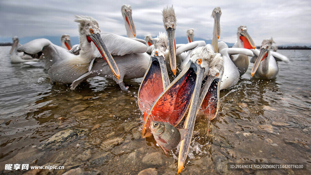 鹈鹕群在浅滩觅食的场景