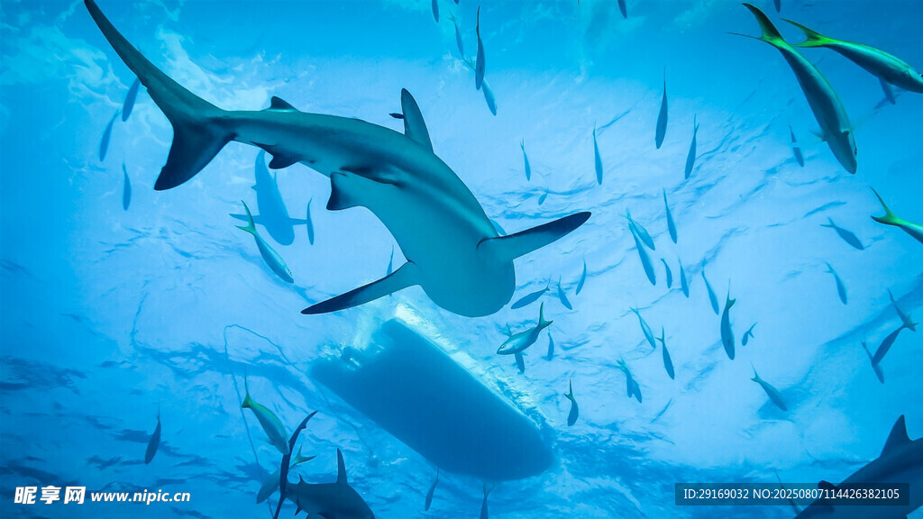 深海中游弋的鲨鱼