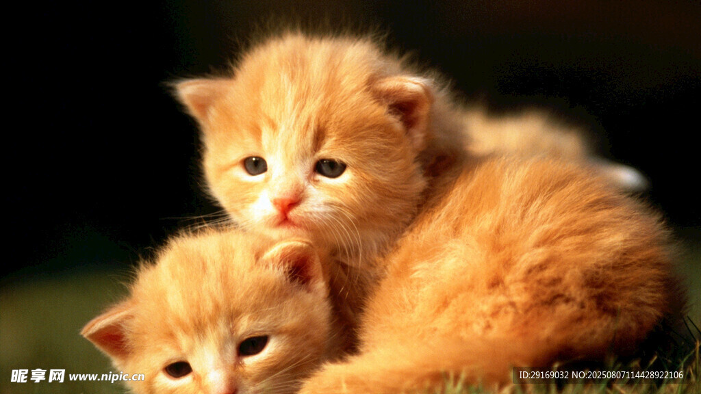 依偎的可爱小橘猫