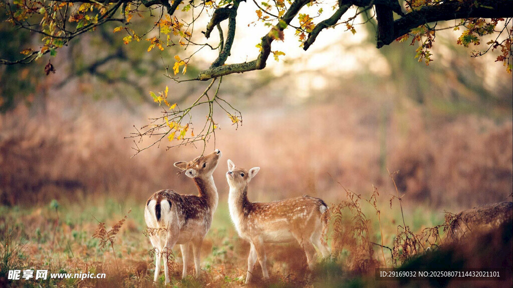 林间小鹿亲昵互动场景