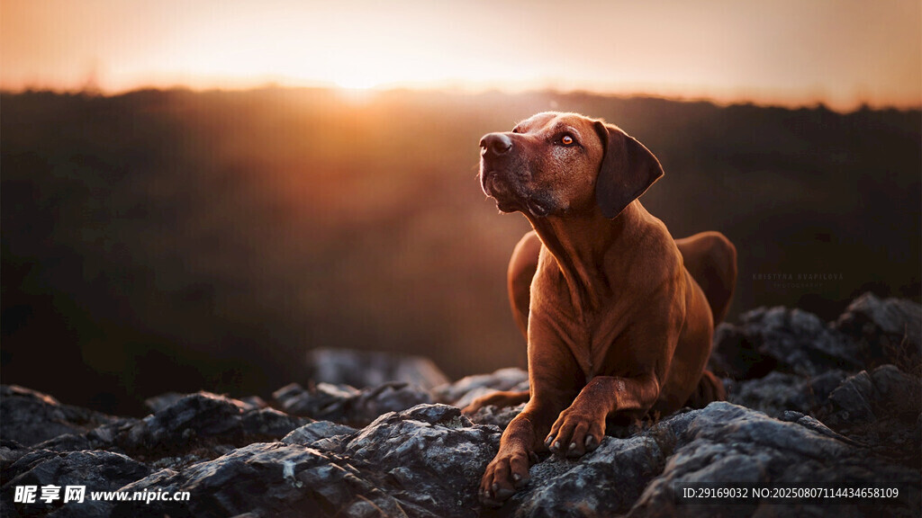 夕阳下的沉思犬