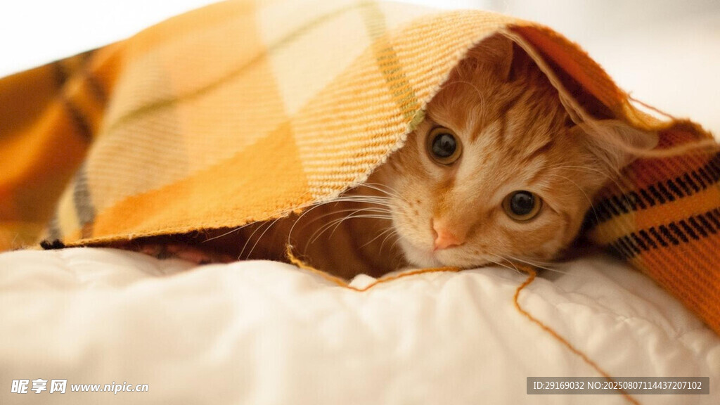 被窝里的可爱小猫咪