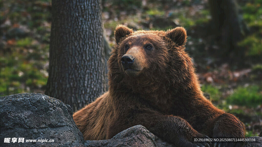 森林中休憩的棕熊