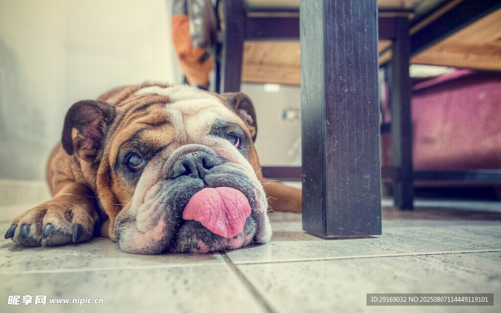 趴着吐舌的可爱英国斗牛犬