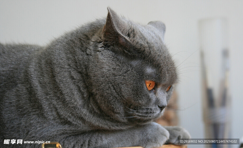 慵懒灰猫侧卧凝视