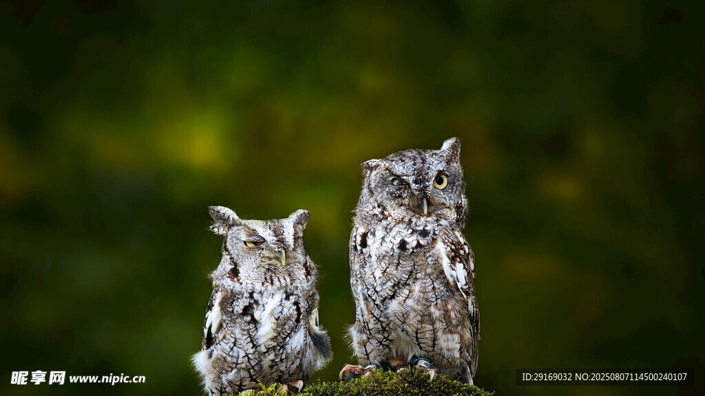 两只猫头鹰栖息于枝头
