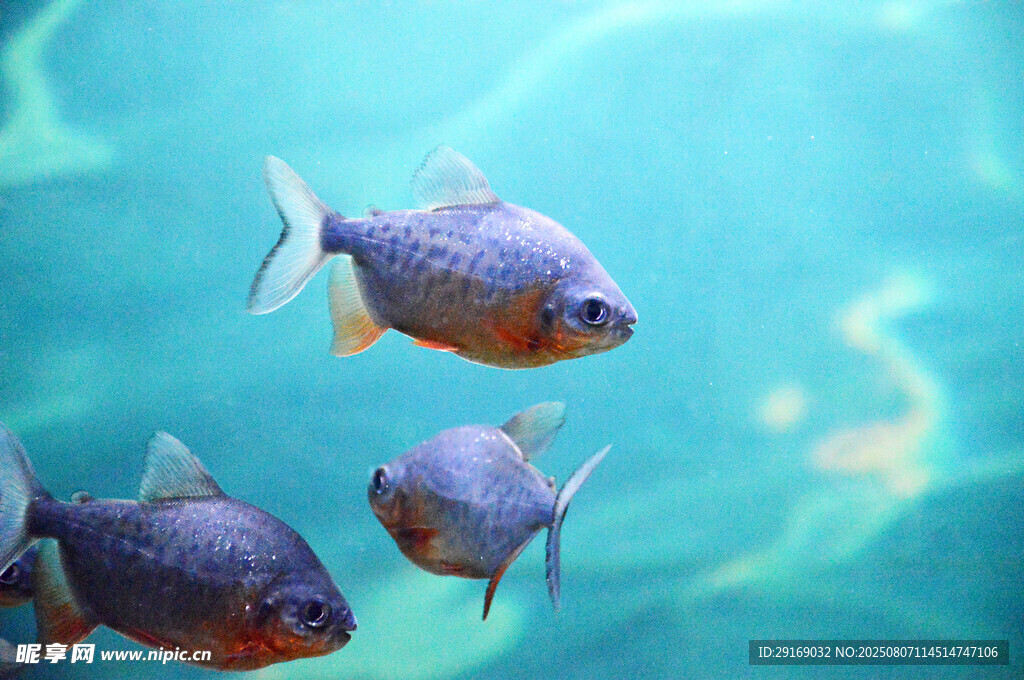 水中游动的多彩小鱼
