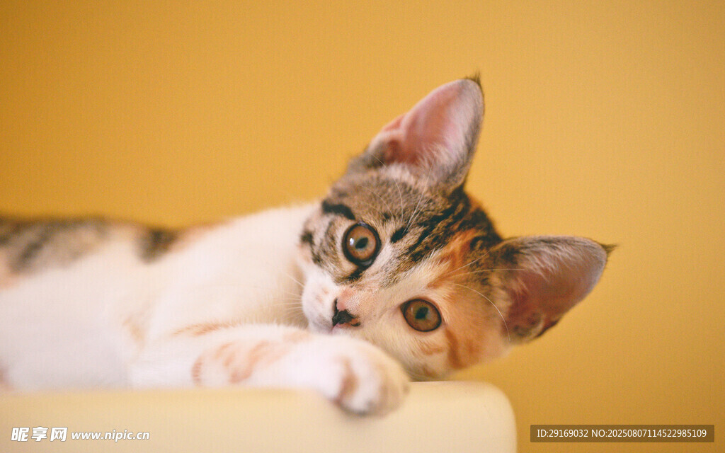 可爱三色小猫趴卧