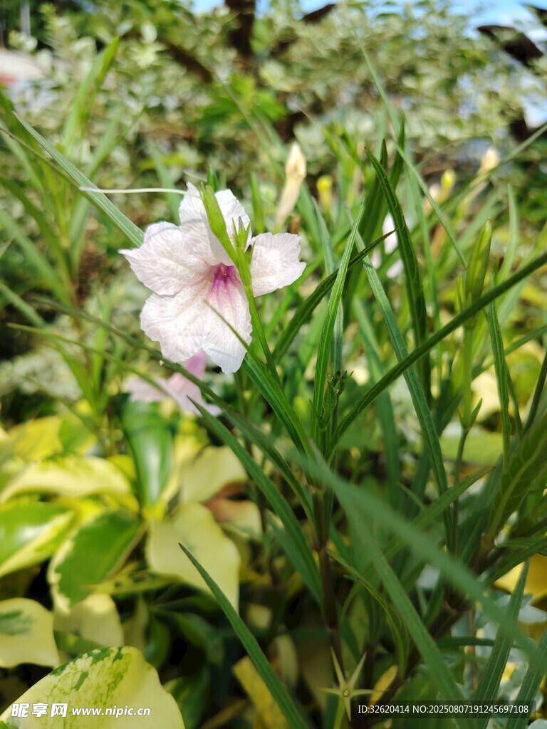 草丛中的白色小花