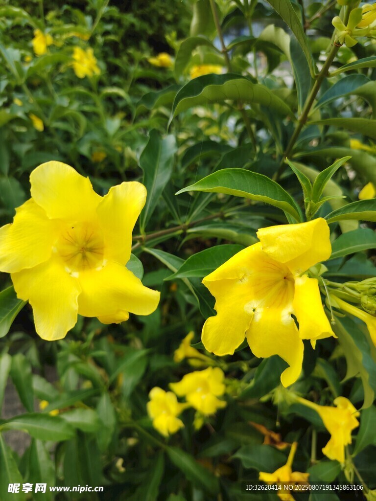 绽放的黄色花卉
