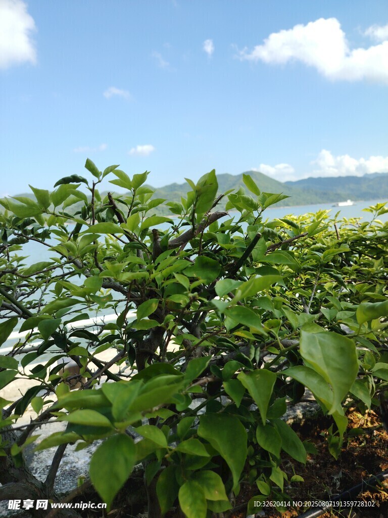 翠绿枝叶映衬蓝天白云