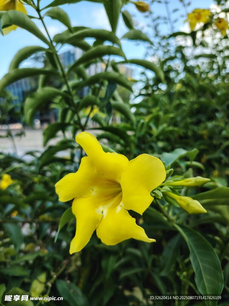 娇艳黄花朵绽放绿叶间