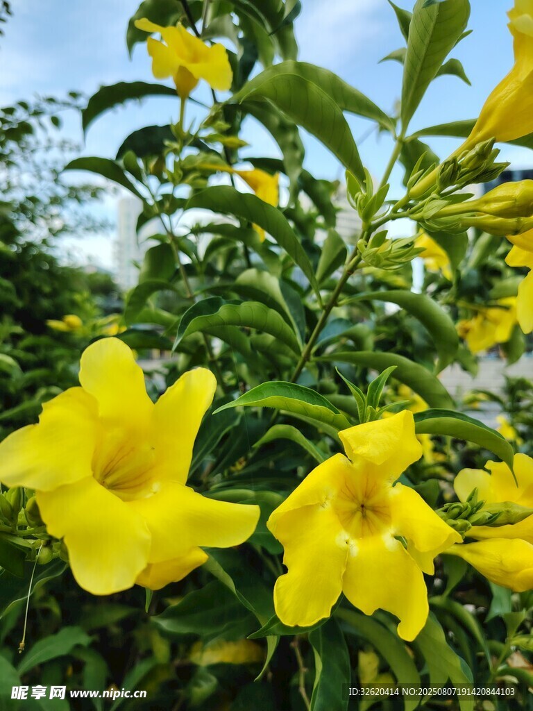 绽放的黄色花卉