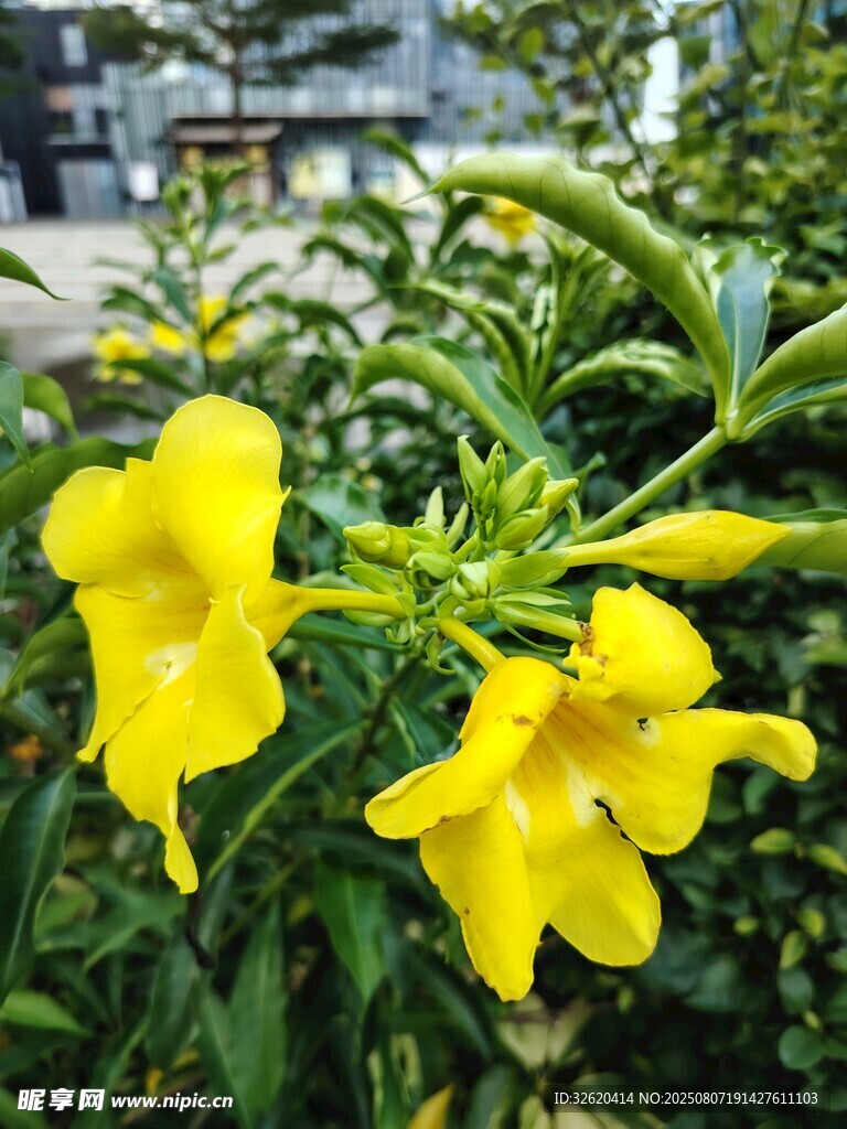 娇艳黄花朵绽放绿叶间