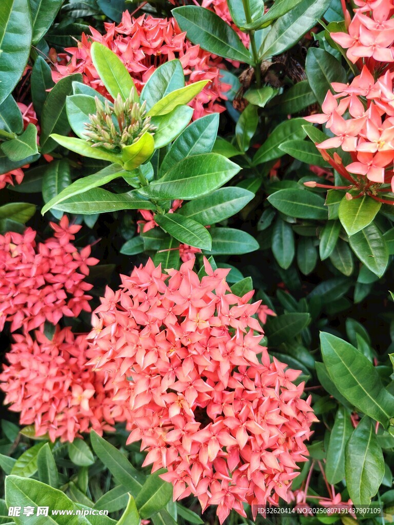 龙船花