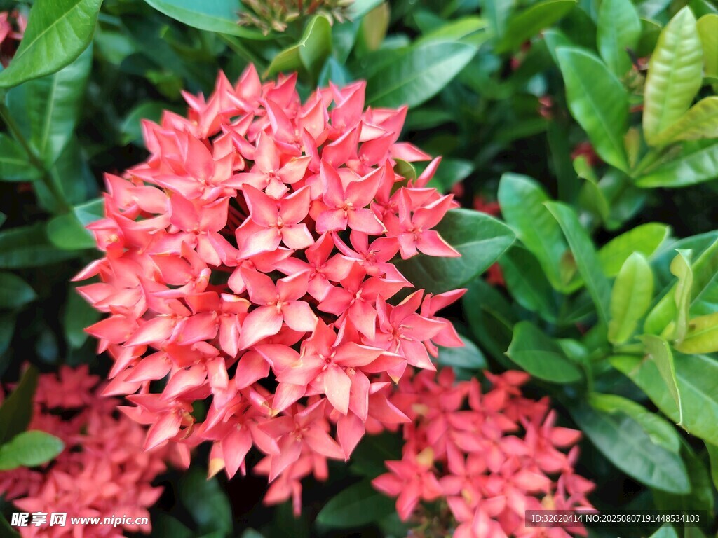 龙船花