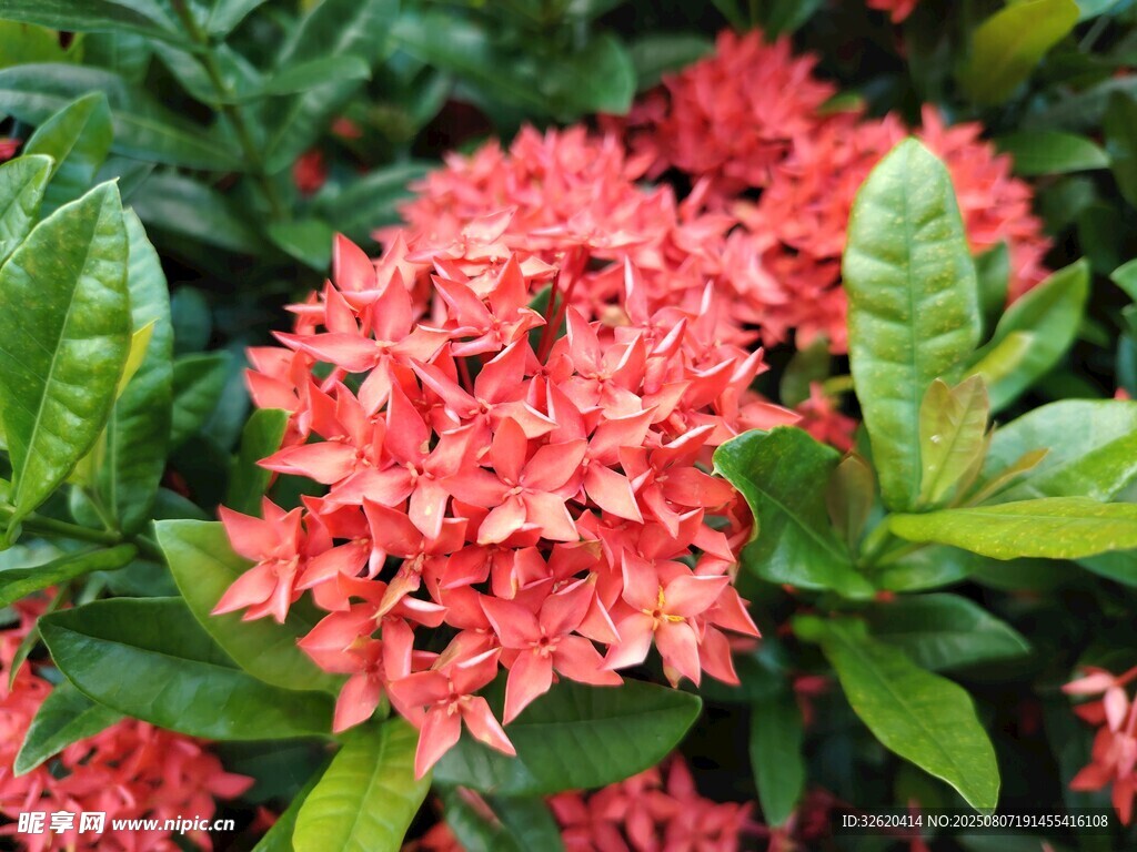 龙船花