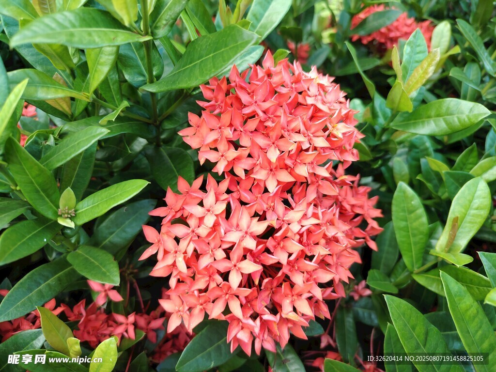 龙船花
