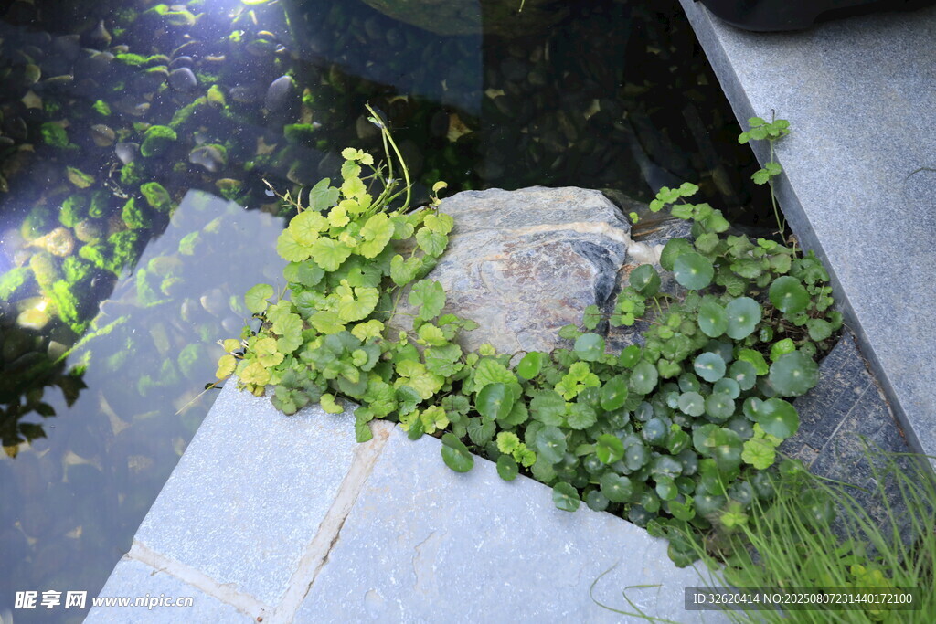 石边翠绿水生植物景观