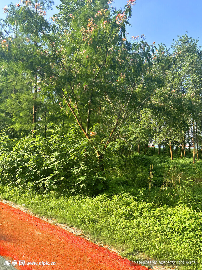 红色步道旁的绿意景致