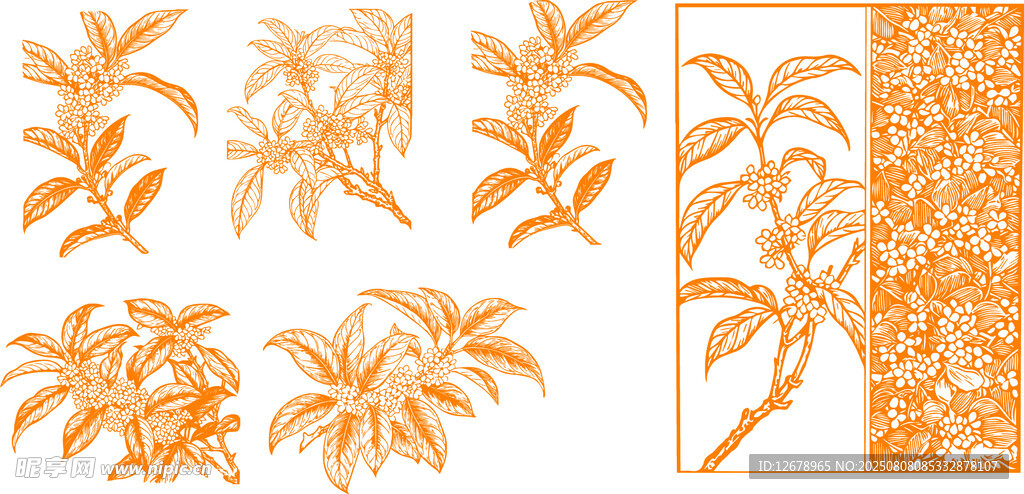 桂花矢量线条插画01