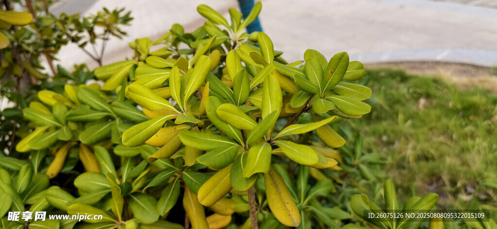 绿叶植物特写