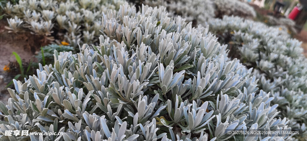 银叶灌木植物特写