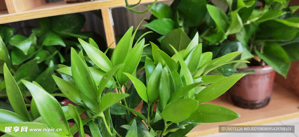 翠绿室内盆栽植物景观