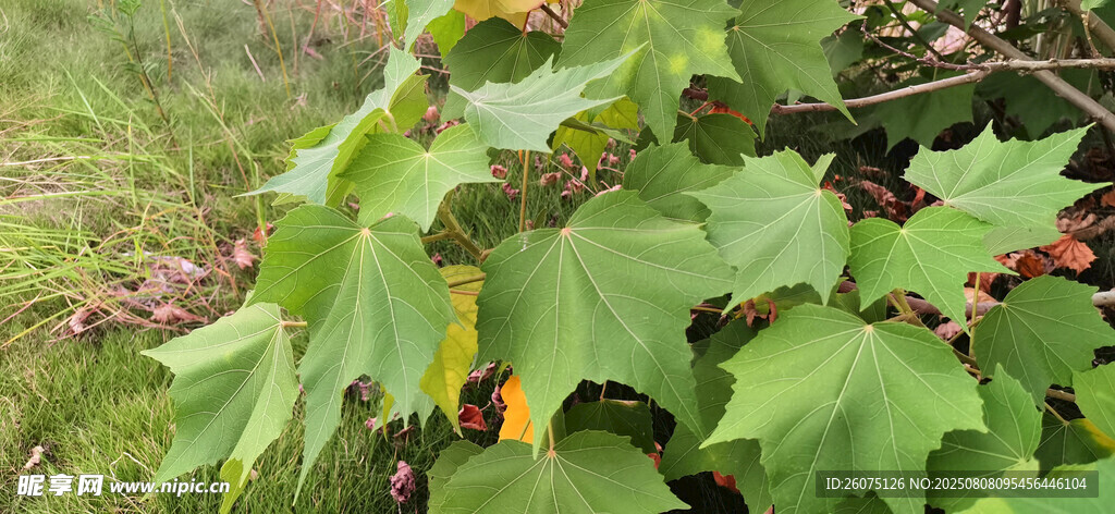 绿叶植物枝叶特写
