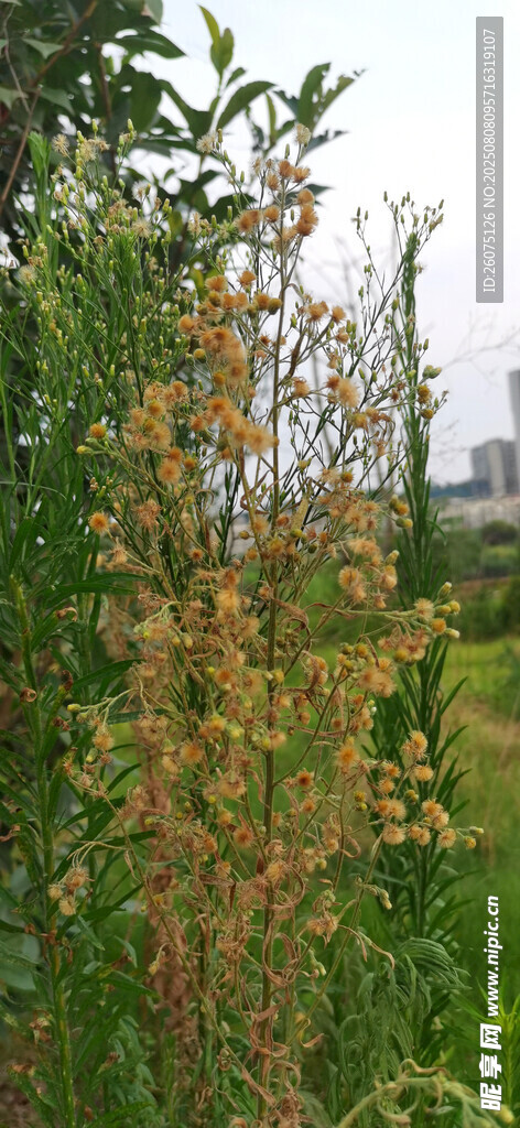 野外繁茂的绿色植物与枯草景观