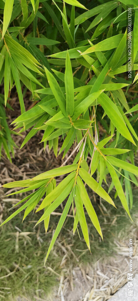 翠绿竹叶特写