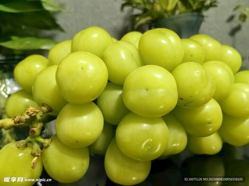 圆润饱满的青葡萄