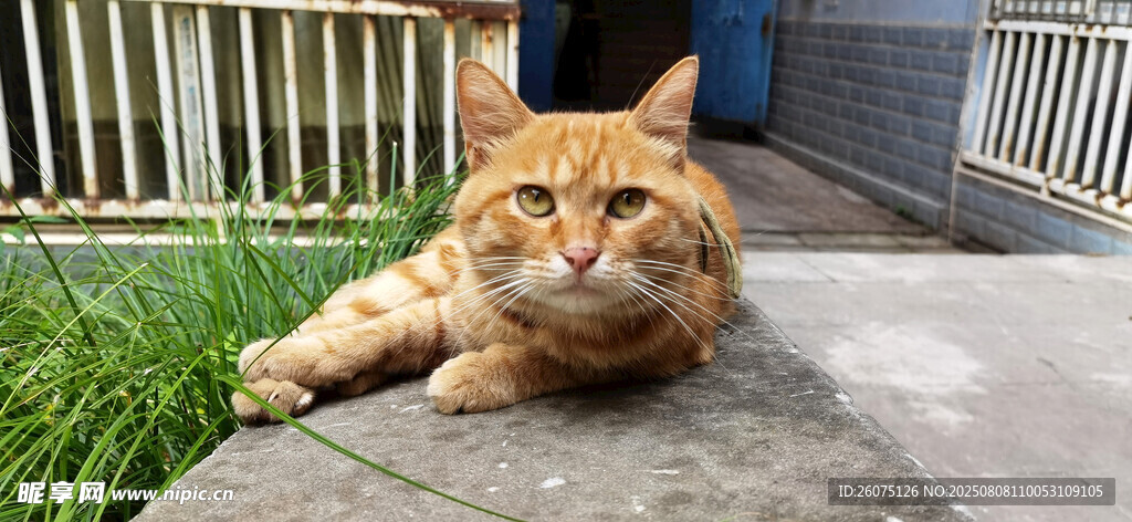 趴在户外的橘色猫咪